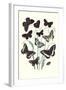 Butterflies: H. Circe, H. Hermione-William Forsell Kirby-Framed Art Print