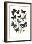 Butterflies: H. Circe, H. Hermione-William Forsell Kirby-Framed Art Print