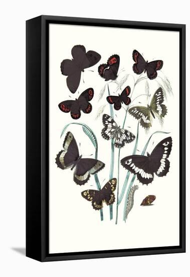 Butterflies: H. Circe, H. Hermione-William Forsell Kirby-Framed Stretched Canvas