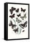 Butterflies: H. Circe, H. Hermione-William Forsell Kirby-Framed Stretched Canvas