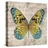 Butterflies I-Tandi Venter-Stretched Canvas