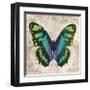 Butterflies II-Tandi Venter-Framed Giclee Print