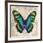 Butterflies II-Tandi Venter-Framed Giclee Print