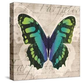Butterflies II-Tandi Venter-Stretched Canvas