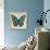 Butterflies II-Tandi Venter-Stretched Canvas displayed on a wall