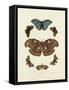 Butterflies II-George Wolfgang Knorr-Framed Stretched Canvas