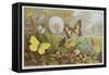 Butterflies, Illustration from an Hungarian Natural History Book, circa 1900-Alfred Brehm-Framed Stretched Canvas