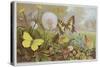 Butterflies, Illustration from an Hungarian Natural History Book, circa 1900-Alfred Brehm-Stretched Canvas