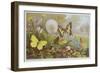 Butterflies, Illustration from an Hungarian Natural History Book, circa 1900-Alfred Brehm-Framed Giclee Print