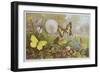 Butterflies, Illustration from an Hungarian Natural History Book, circa 1900-Alfred Brehm-Framed Giclee Print