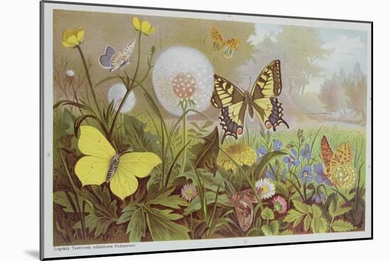 Butterflies, Illustration from an Hungarian Natural History Book, circa 1900-Alfred Brehm-Mounted Giclee Print