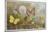 Butterflies, Illustration from an Hungarian Natural History Book, circa 1900-Alfred Brehm-Mounted Giclee Print