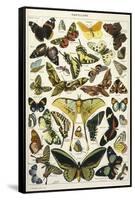 Butterflies in Larousse-null-Framed Stretched Canvas