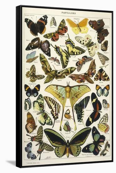 Butterflies in Larousse-null-Framed Stretched Canvas