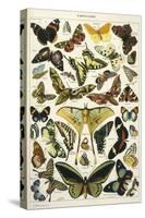 Butterflies in Larousse-null-Stretched Canvas