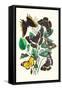 Butterflies: L. Populi, A. Iris-William Forsell Kirby-Framed Stretched Canvas