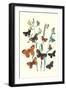 Butterflies: L. Roboris, P. Orion-William Forsell Kirby-Framed Art Print