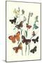 Butterflies: L. Roboris, P. Orion-William Forsell Kirby-Mounted Art Print