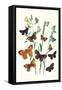 Butterflies: L. Roboris, P. Orion-William Forsell Kirby-Framed Stretched Canvas
