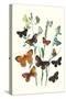 Butterflies: L. Roboris, P. Orion-William Forsell Kirby-Stretched Canvas