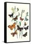 Butterflies: L. Roboris, P. Orion-William Forsell Kirby-Framed Stretched Canvas