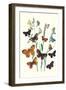 Butterflies: L. Roboris, P. Orion-William Forsell Kirby-Framed Art Print