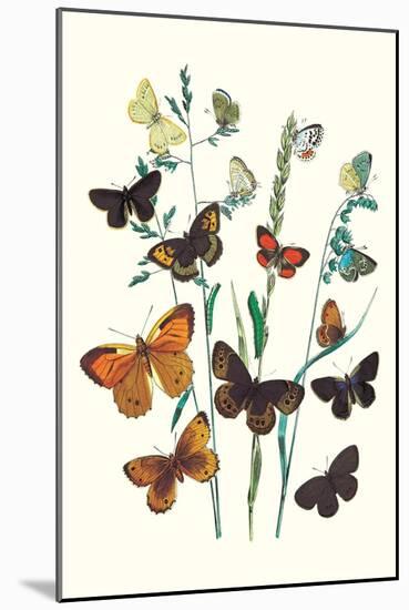 Butterflies: L. Roboris, P. Orion-William Forsell Kirby-Mounted Art Print