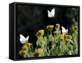 Butterflies Land on Wild Flowers at Boca Chica, Texas-Eric Gay-Framed Stretched Canvas