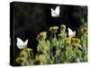 Butterflies Land on Wild Flowers at Boca Chica, Texas-Eric Gay-Stretched Canvas