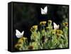 Butterflies Land on Wild Flowers at Boca Chica, Texas-Eric Gay-Framed Stretched Canvas