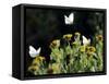 Butterflies Land on Wild Flowers at Boca Chica, Texas-Eric Gay-Framed Stretched Canvas