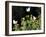 Butterflies Land on Wild Flowers at Boca Chica, Texas-Eric Gay-Framed Photographic Print