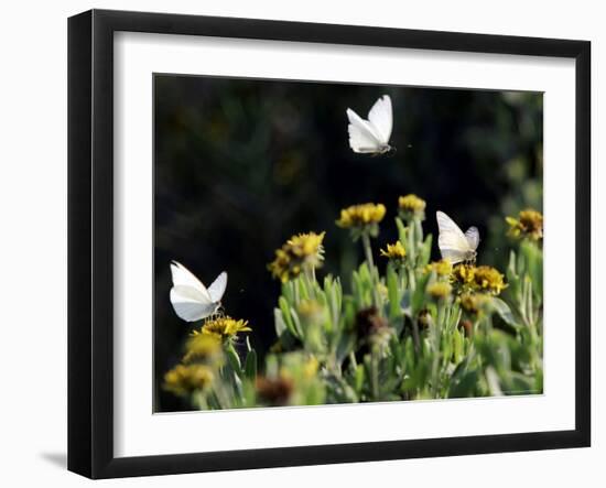 Butterflies Land on Wild Flowers at Boca Chica, Texas-Eric Gay-Framed Photographic Print