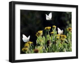 Butterflies Land on Wild Flowers at Boca Chica, Texas-Eric Gay-Framed Photographic Print