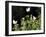 Butterflies Land on Wild Flowers at Boca Chica, Texas-Eric Gay-Framed Photographic Print