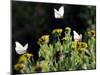 Butterflies Land on Wild Flowers at Boca Chica, Texas-Eric Gay-Mounted Photographic Print