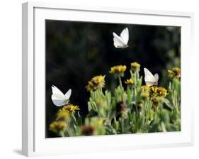 Butterflies Land on Wild Flowers at Boca Chica, Texas-Eric Gay-Framed Photographic Print