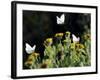 Butterflies Land on Wild Flowers at Boca Chica, Texas-Eric Gay-Framed Photographic Print