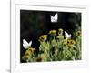 Butterflies Land on Wild Flowers at Boca Chica, Texas-Eric Gay-Framed Photographic Print