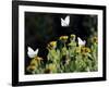 Butterflies Land on Wild Flowers at Boca Chica, Texas-Eric Gay-Framed Photographic Print