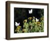 Butterflies Land on Wild Flowers at Boca Chica, Texas-Eric Gay-Framed Photographic Print