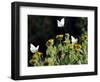 Butterflies Land on Wild Flowers at Boca Chica, Texas-Eric Gay-Framed Photographic Print