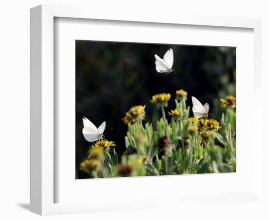 Butterflies Land on Wild Flowers at Boca Chica, Texas-Eric Gay-Framed Photographic Print