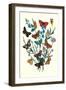 Butterflies: M. Cynthia, M. Athalia-William Forsell Kirby-Framed Art Print