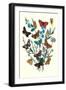 Butterflies: M. Cynthia, M. Athalia-William Forsell Kirby-Framed Art Print
