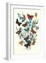 Butterflies: M. Cynthia, M. Athalia-William Forsell Kirby-Framed Art Print