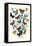 Butterflies: M. Cynthia, M. Athalia-William Forsell Kirby-Framed Stretched Canvas