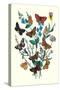 Butterflies: M. Cynthia, M. Athalia-William Forsell Kirby-Stretched Canvas