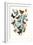 Butterflies: M. Cynthia, M. Athalia-William Forsell Kirby-Framed Art Print