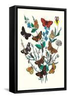 Butterflies: M. Cynthia, M. Athalia-William Forsell Kirby-Framed Stretched Canvas